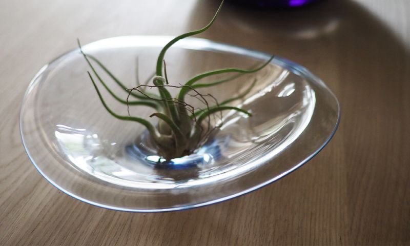 アウラ