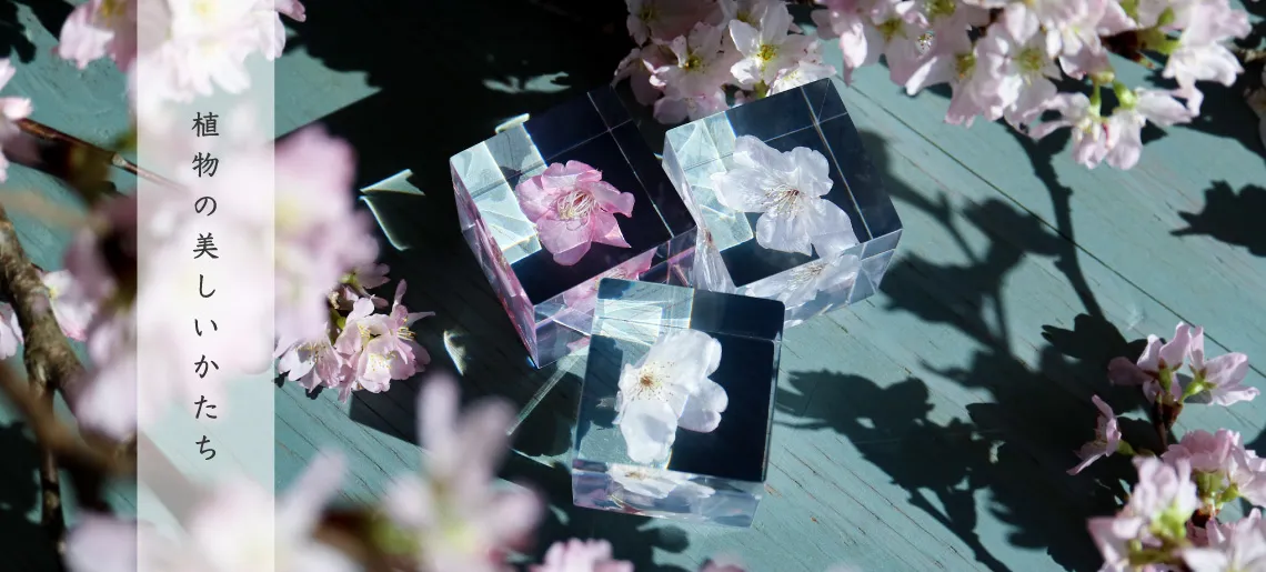 ソラキューブ 桜