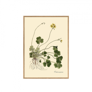 アートポスター フレーム付き 30×40cm / Oxalis compressa