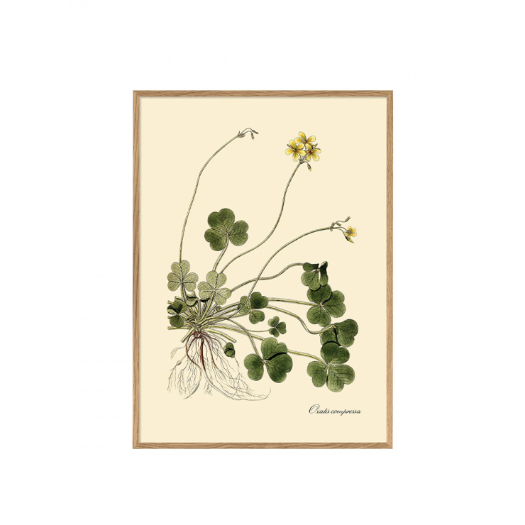 アートポスター フレーム付き 30×40cm / Oxalis compressa