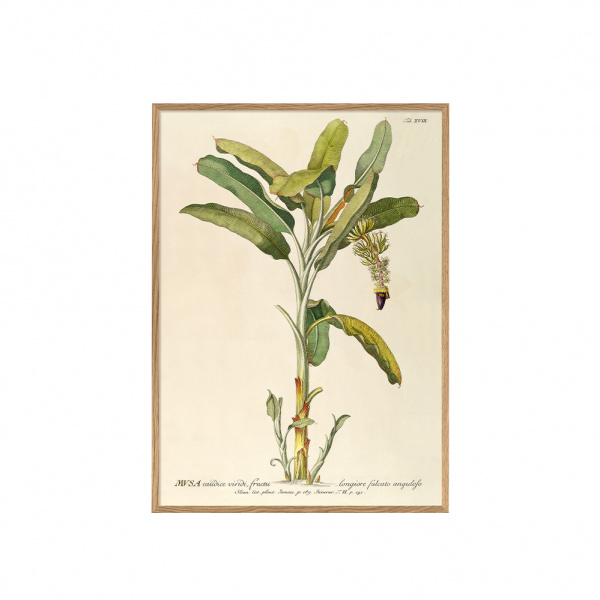 ポスター フレーム付き 30×40cm / Musa caudice viridi