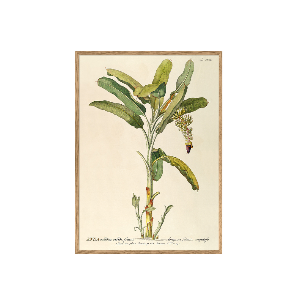 ポスター フレーム付き 30×40cm / Musa caudice viridi