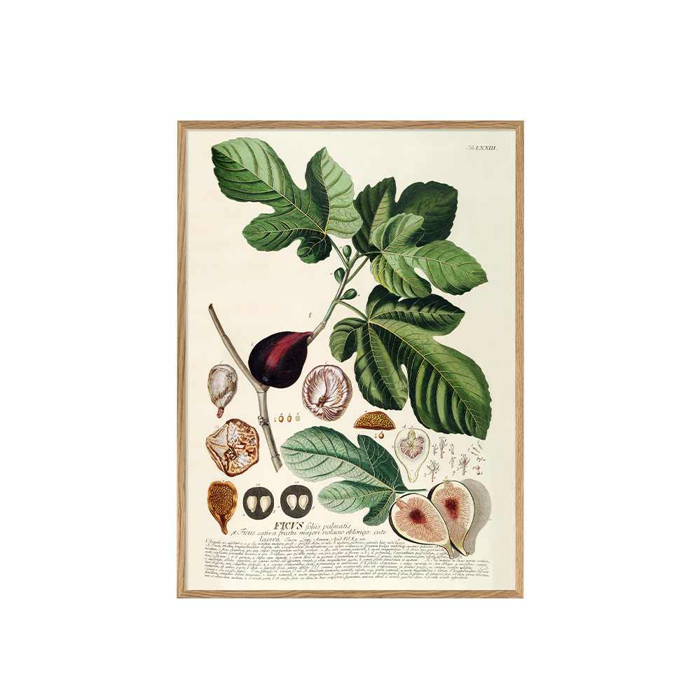 ポスター フレーム付き 30×40cm / Ficus foliis palmatis