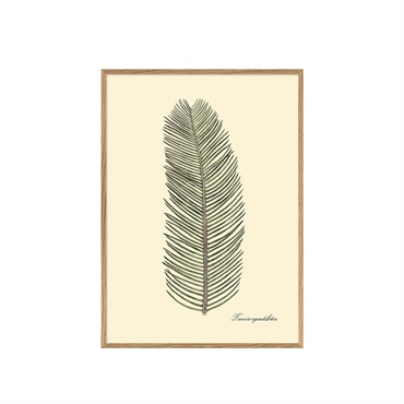  アートポスター フレーム付き 30×40cm / Tamia cycadifolia