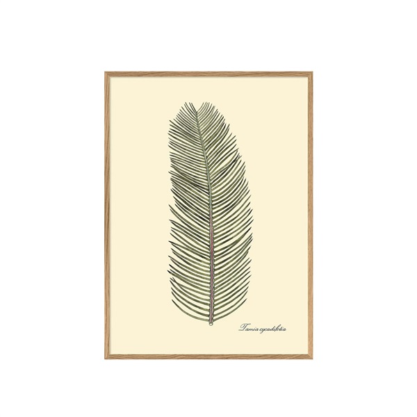  アートポスター フレーム付き 30×40cm / Tamia cycadifolia
