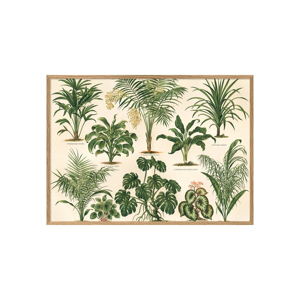 ポスター フレーム付き 30×40cm / Ficus foliis palmatis