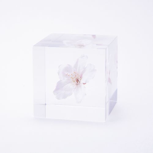 【数量限定】ソメイヨシノ / ソラキューブ (Sola cube)