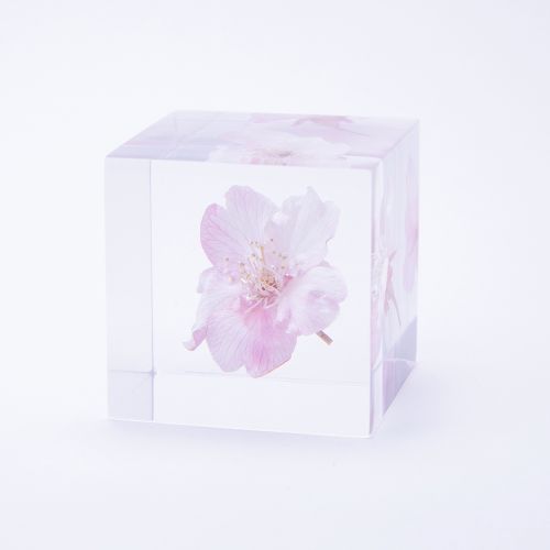 【数量限定】カワヅザクラ / ソラキューブ (Sola cube)