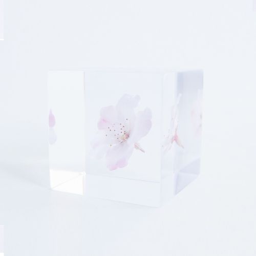 【数量限定】コマツオトメ / ソラキューブ (Sola cube)
